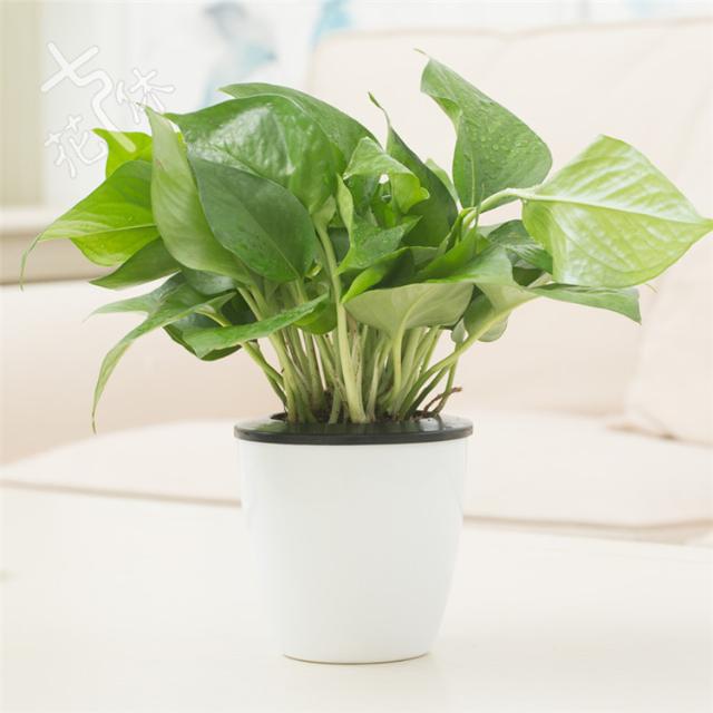青叶绿萝 白色塑料花盆
